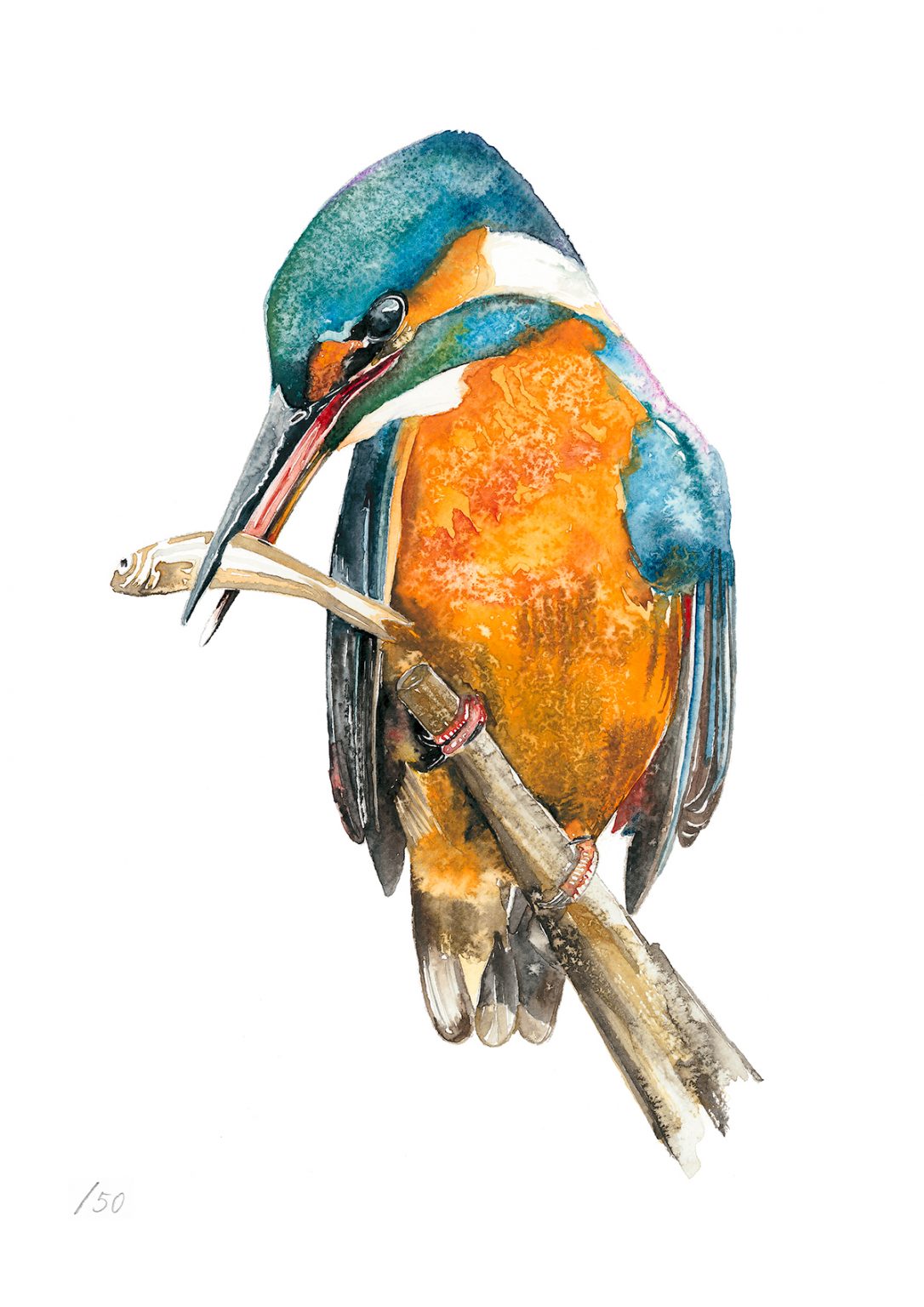 Kingfisher Jim Moir Art