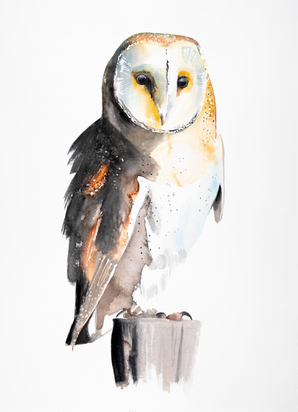 Barn Owl - Large Print