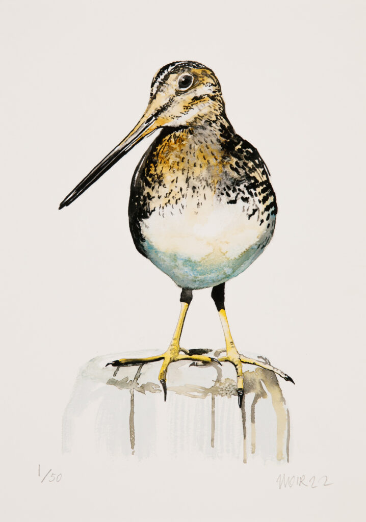 Snipe Jim Moir Art 