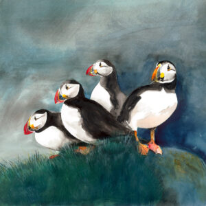 Puffins