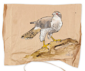 Goshawk