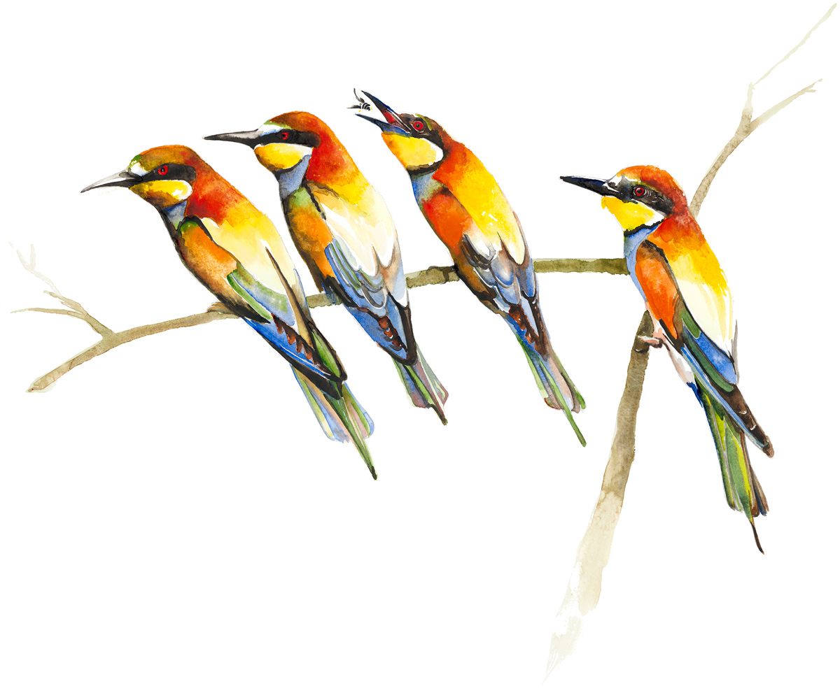 The Bee Eaters - Jim Moir Art