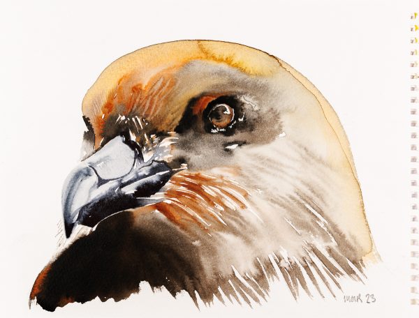 Great Skua