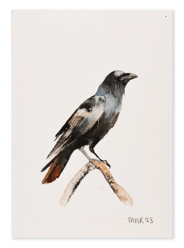 Raven 1
