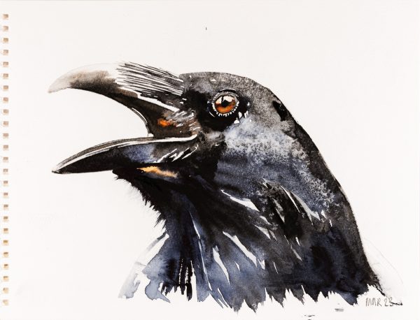 Raven