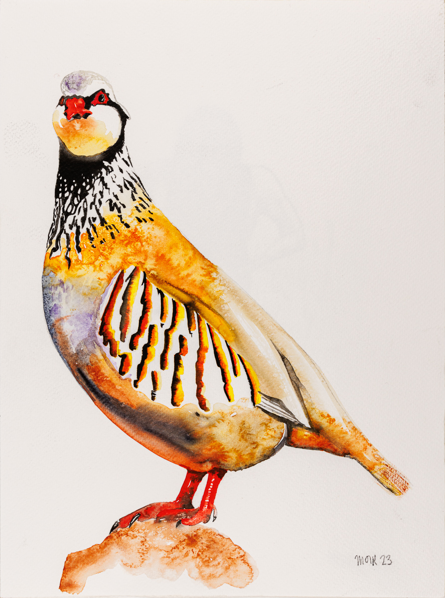 Red Legged Partridge - Jim Moir Art