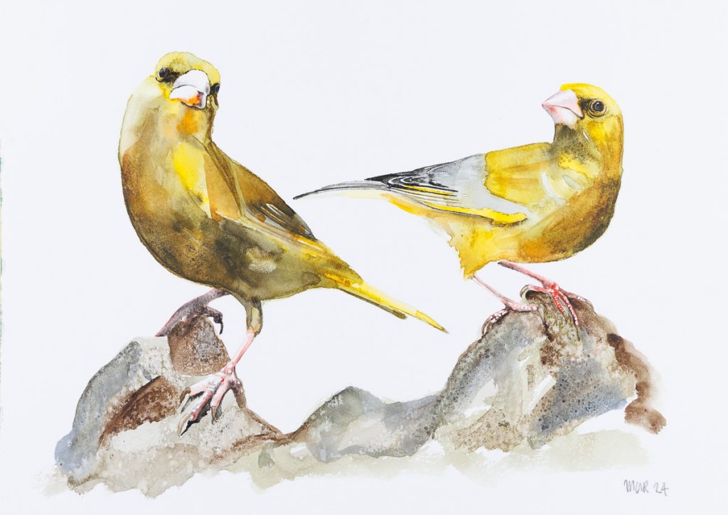 2 Greenfinches