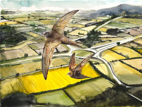 Swifts Over the Motorway