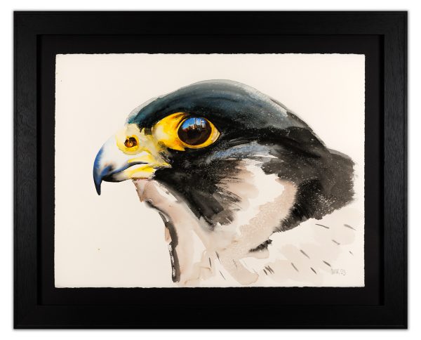 Peregrine Falcon - Painted on Painting Birds!