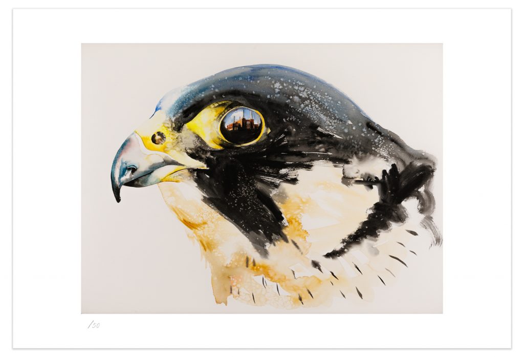 Peregrine Falcon - Limited Edition Print