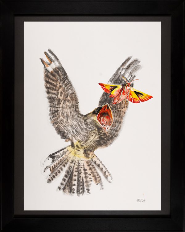 Nightjar in pursuit of an Elephant hawk moth