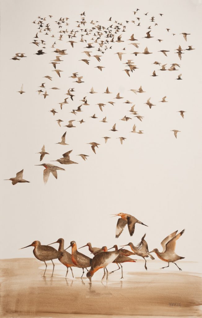 Godwits