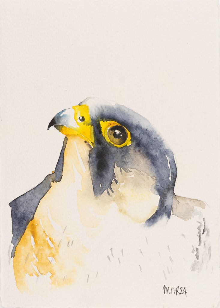 Peregrine Falcon 1