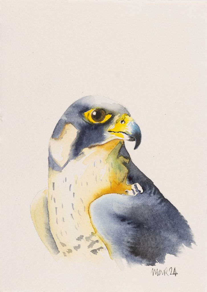 Peregrine Falcon 2