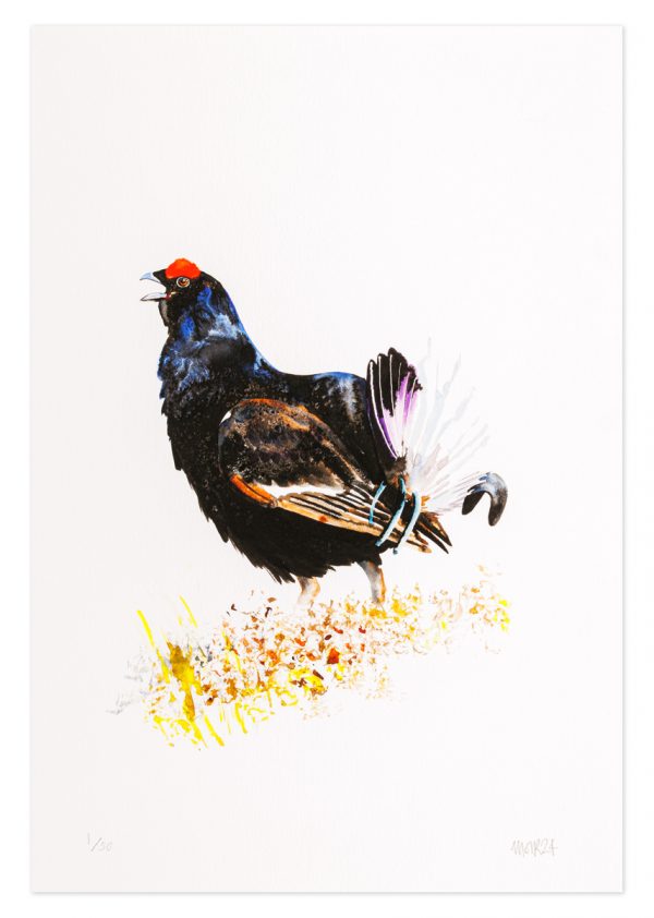 Black Grouse - No.1 Collection