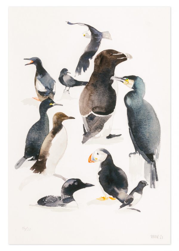 Black Sea Birds - No.1 Collection