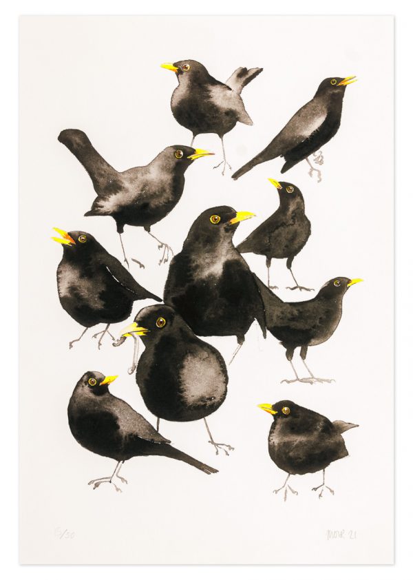 Blackbirds - No.1 Collection