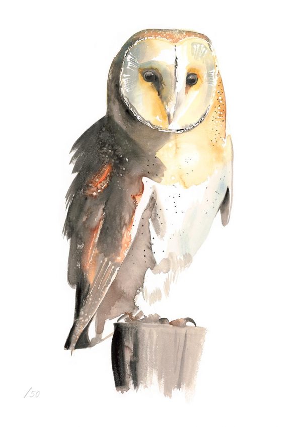 Barn Owl (A4)