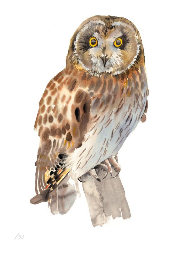 Short-eared Owl (A4)