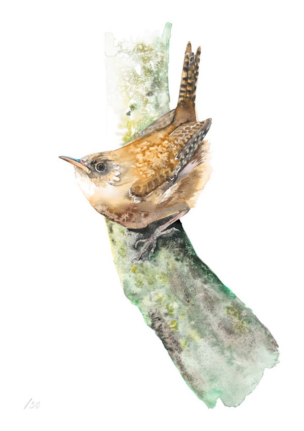 Wren on branch (A5)