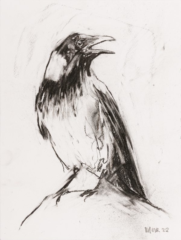 Hooded Crow 2