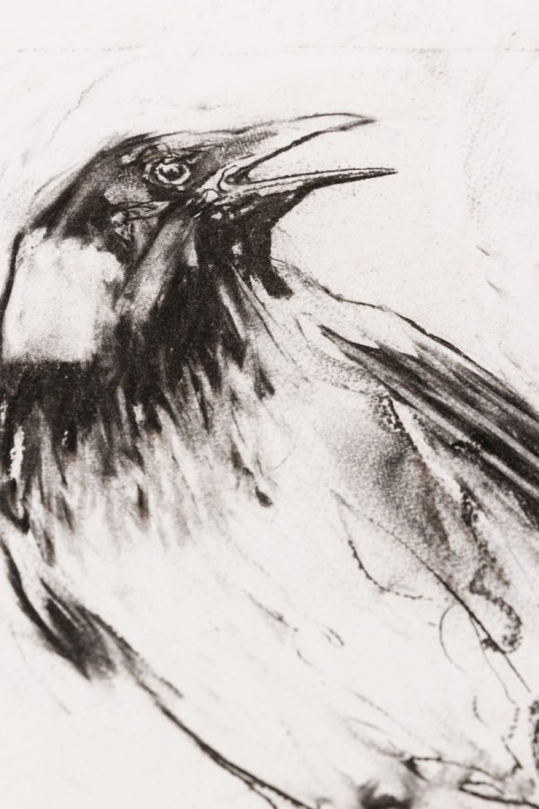 Hooded Crow 2 - Image 3