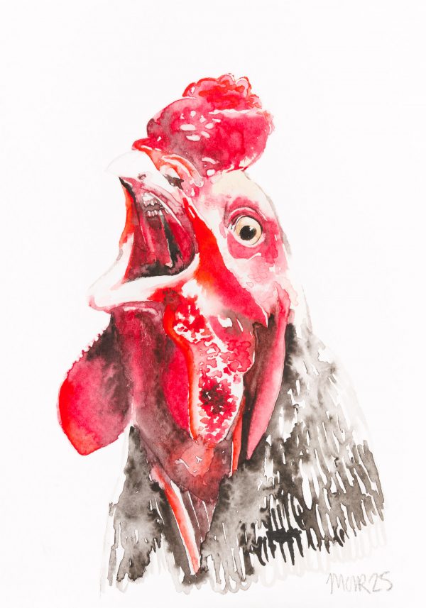 Cockerel 6