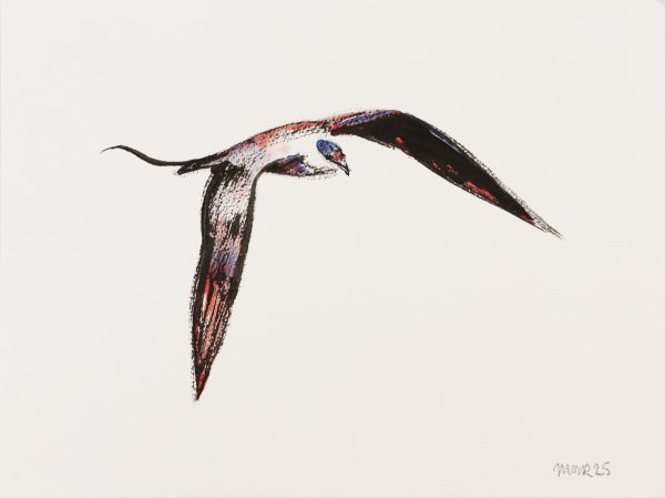 Long-tailed Skua
