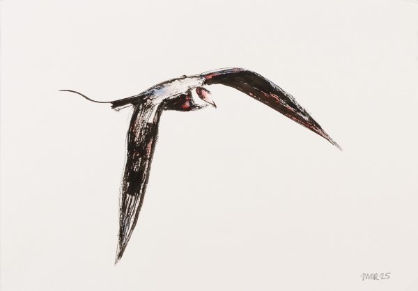 Long-tailed Skua 2