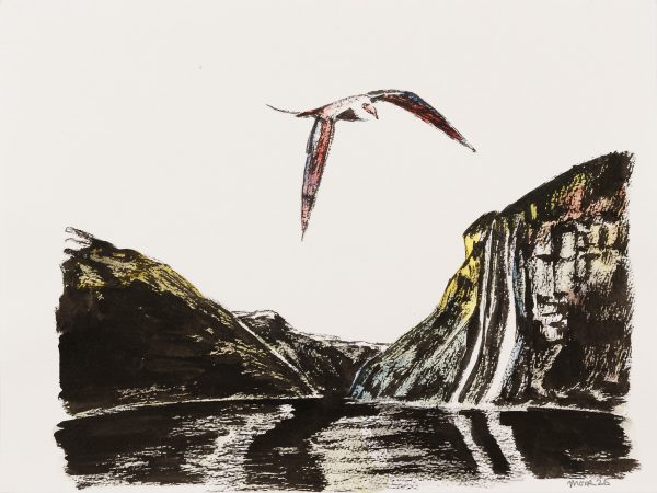 Long-tailed Skua 3