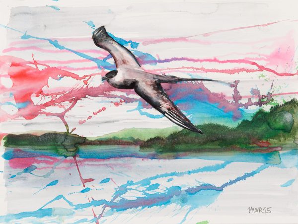 Long-tailed Skua 4