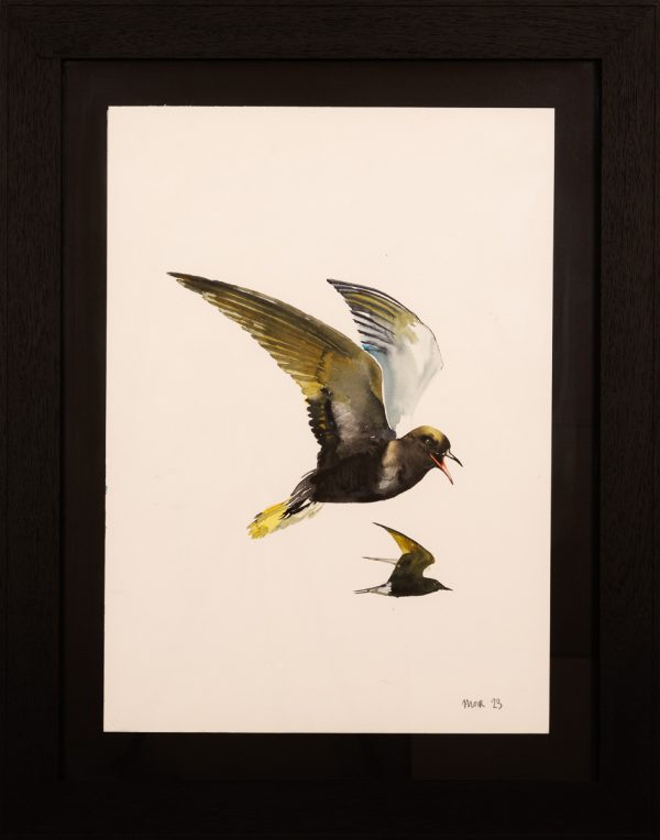 Black Terns