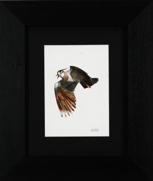Lapwing 2