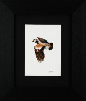 Lapwing 3