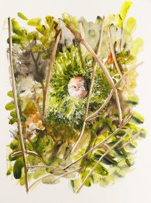 Wren in the Bramble