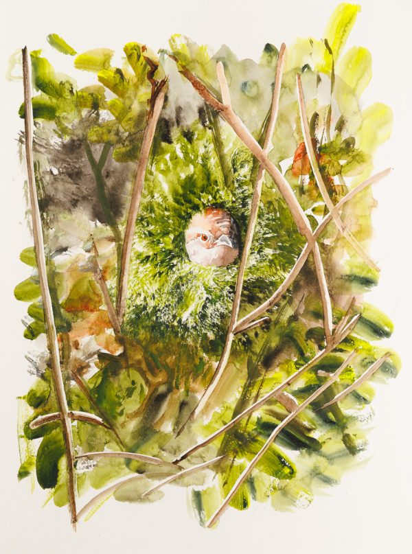 Wren in the Bramble