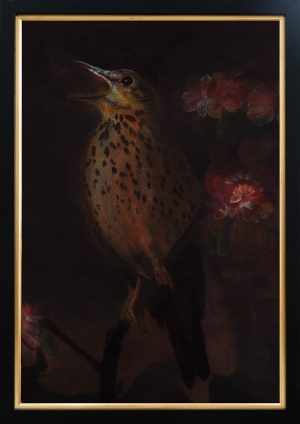 Twilight Song Thrush