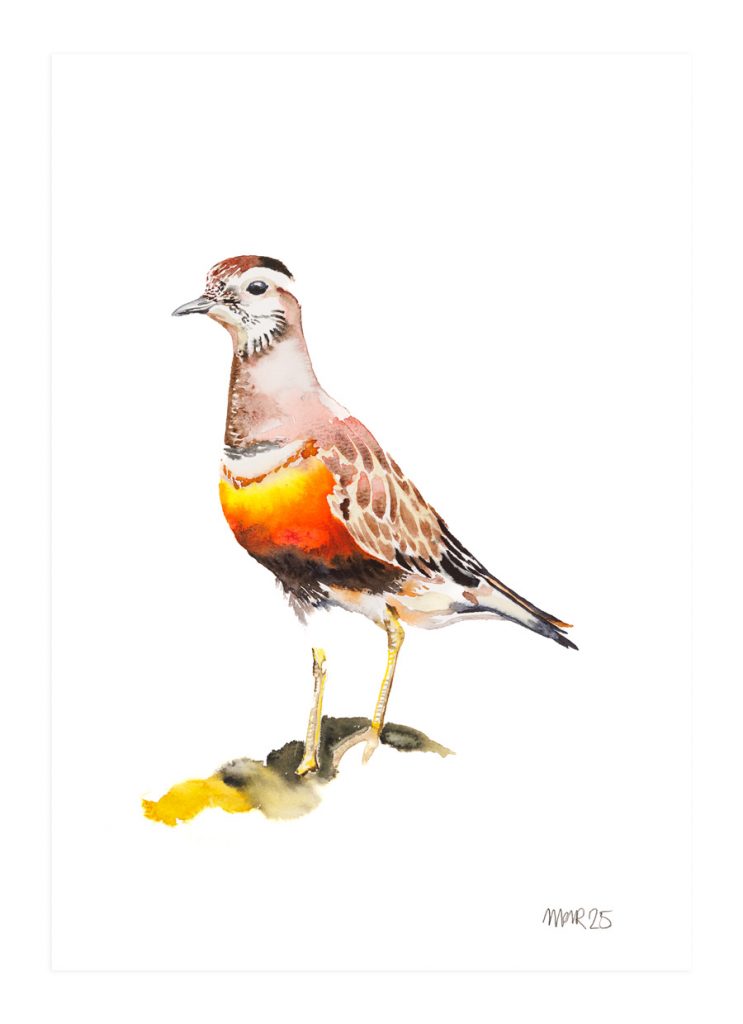 Dotterel