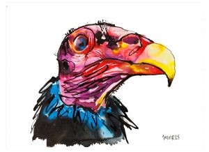 Turkey Vulture
