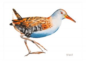 Water Rail
