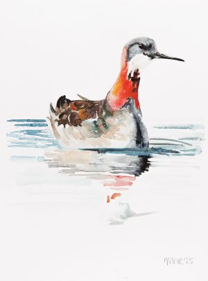 Red Necked Phalarope