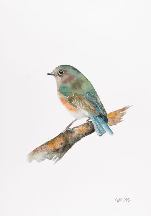 Red Flanked Bluetail