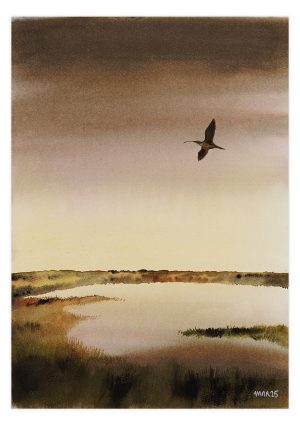 Curlew over marsh 1