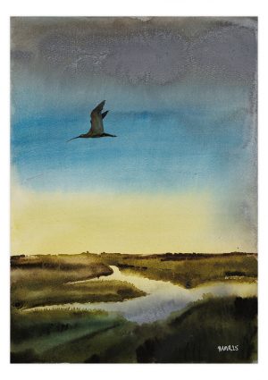 Curlew over marsh 3