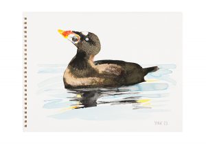 Surf Scoter