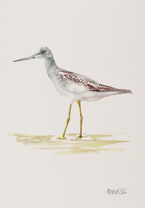 Green Shank