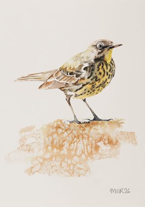 Rock Pipit