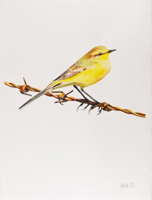 Yellow Wagtail