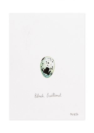 Black Guillemot Egg