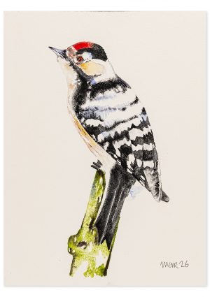 Lesser Spotted Woodpecker
